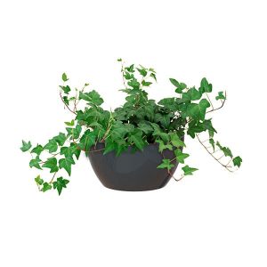 Tipos de macetas de interior