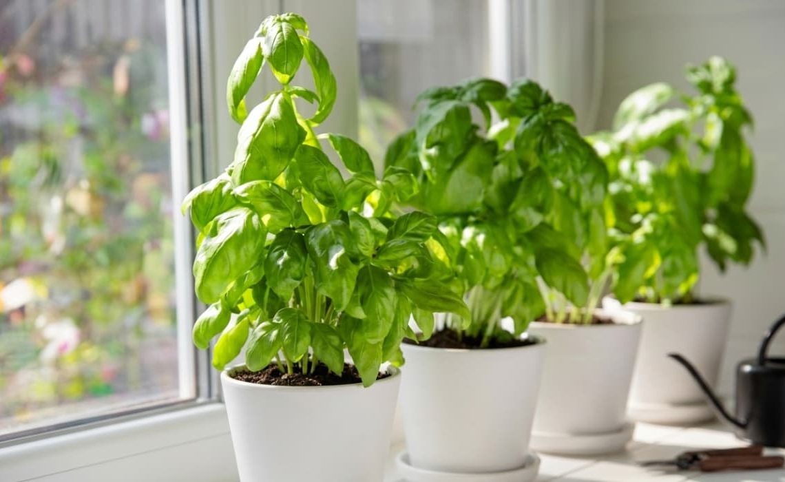 Cuidados de la albahaca: tips para que te dure 