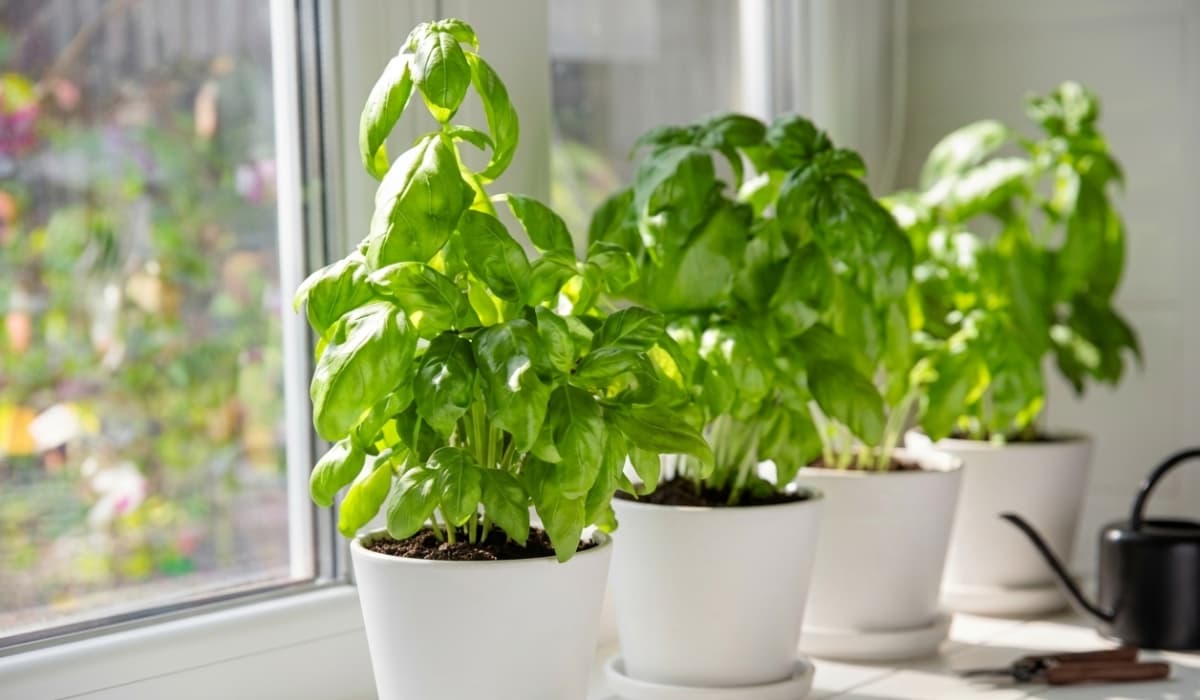 Cómo cuidar una planta de albahaca