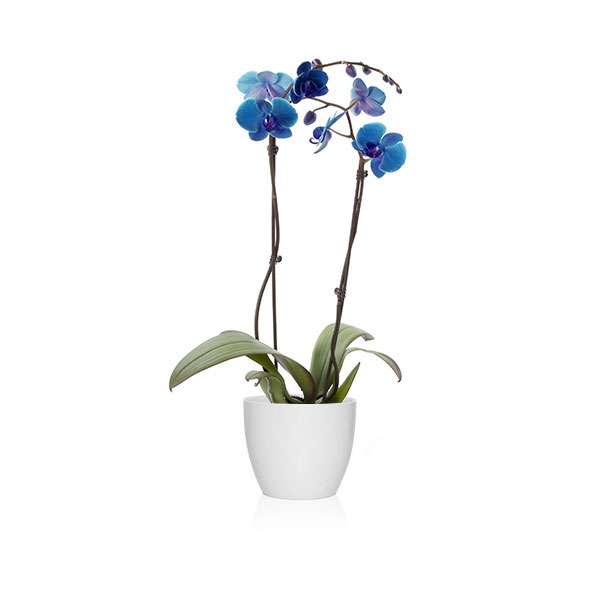 planta aérea phalaenopsis