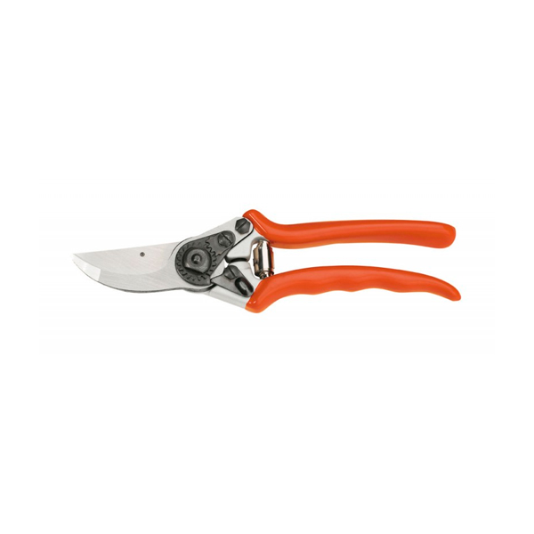 cuidados para mantener tu albahaca sana