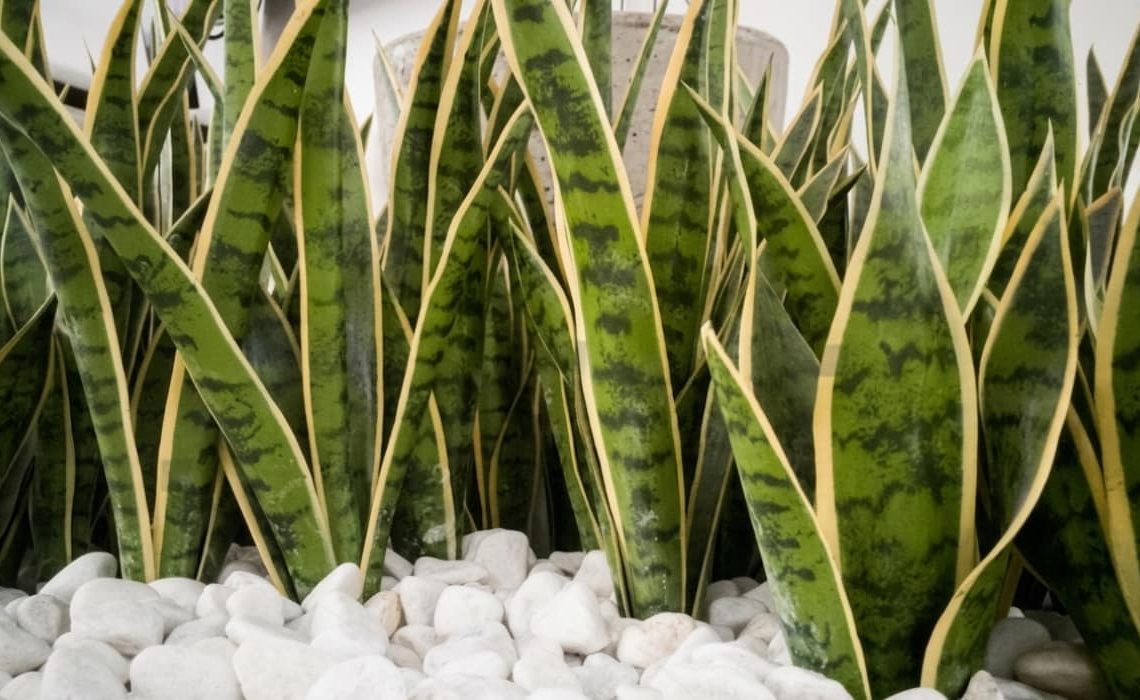 Lengua de suegra: todos los cuidados de la sansevieria