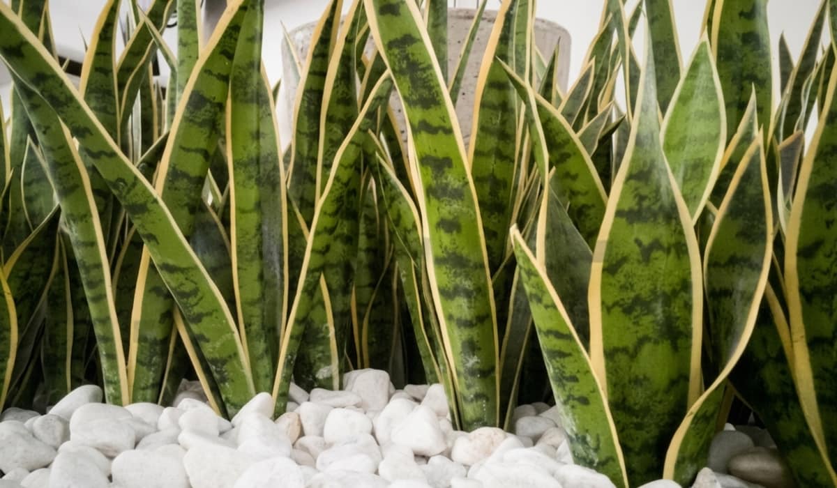 Cuidados de la lengua de suegra