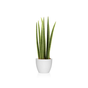 características de la planta sansevieria