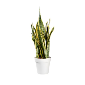 Cuidados de la sansevieria