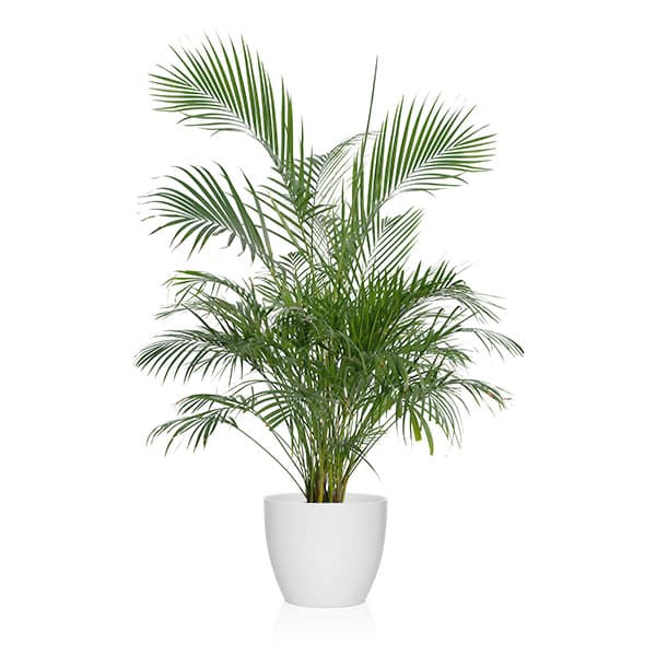 feng shui con plantas en tu hogar