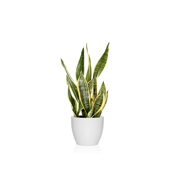 Plantas recomendadas según el feng shui