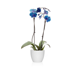 Plantas para dormitorio con feng shui