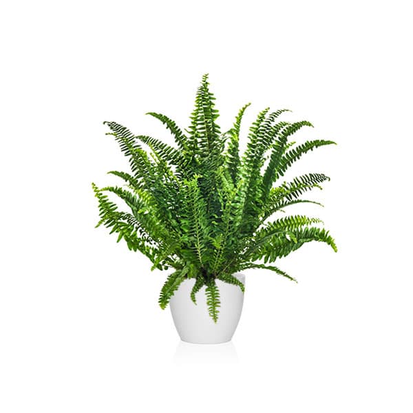 Plantas para la cocina según el feng shui