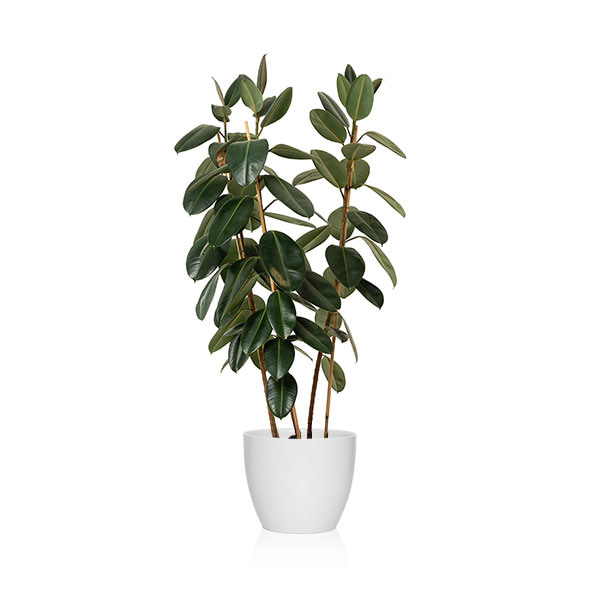 relación plantas y el feng shui