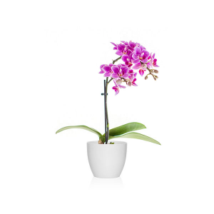 Plantas para el baño según el feng shui