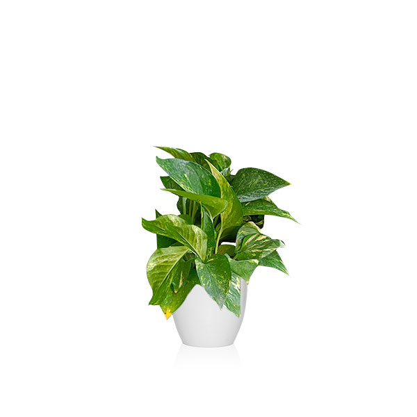 Plantas para la entrada exterior de la casa según el feng shui