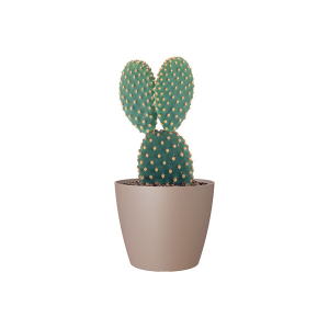 cuidados del cactus en maceta