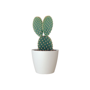 cuidados cactus en maceta
