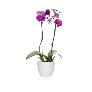 Feng shui y plantas positivas