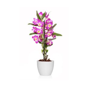 Feng shui con plantas