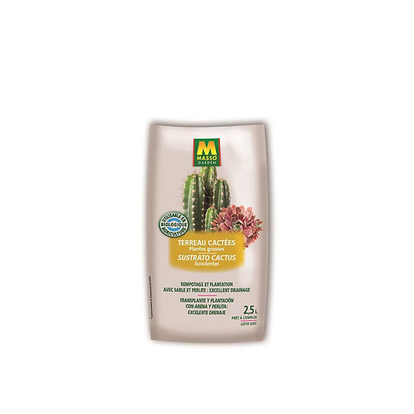 Los cuidados de los cactus