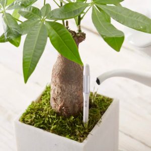 sensor de humedad para cuidar palmera