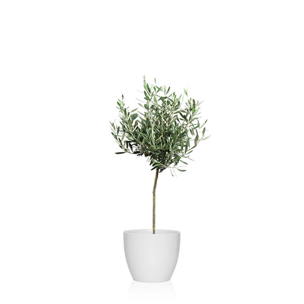 Olivo para decoración de terraza pequeña