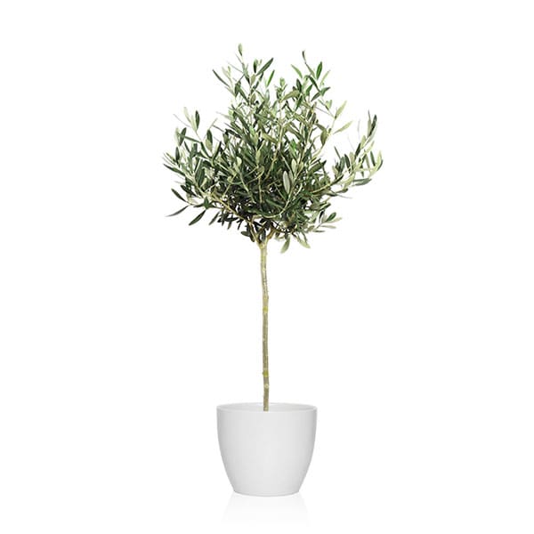 Planta olivo para decoración de terrazas pequeñas