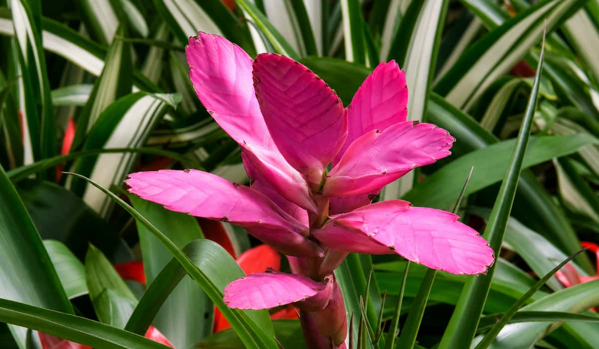 planta tillandsia