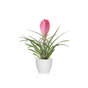 Cuidados Tillandsia