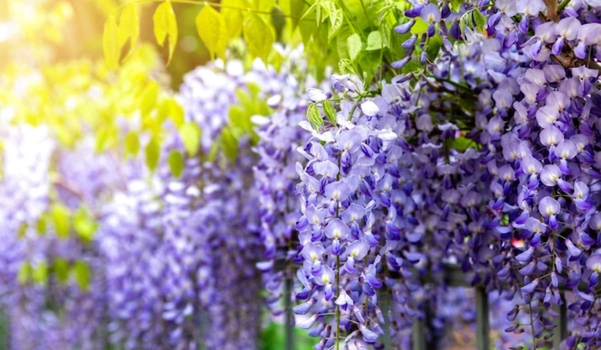 Plantas trepadoras con flor