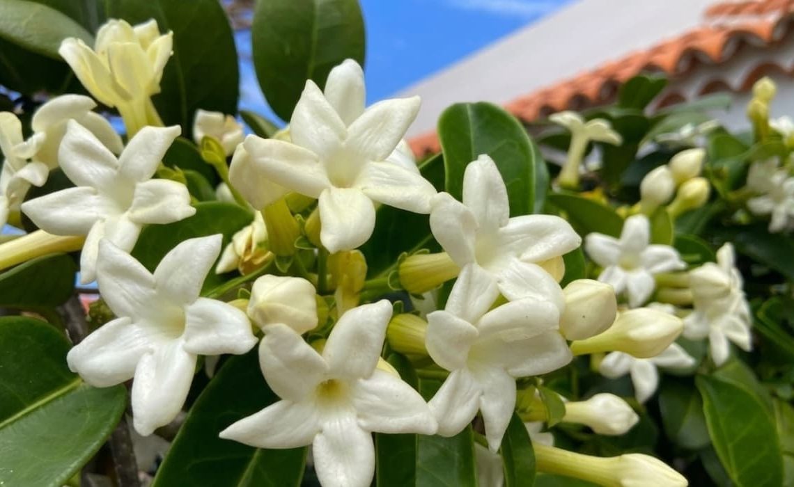 Plantas trepadoras de exterior
