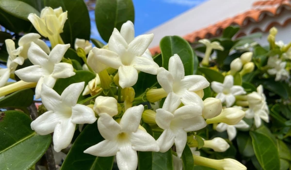 Plantas trepadoras con flor: tipos y cuidados