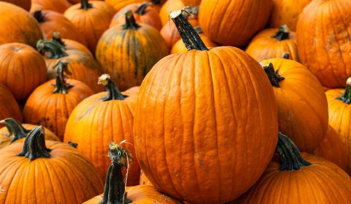 Cultivar calabazas en casa