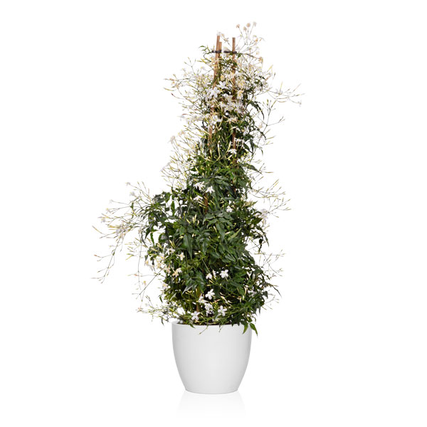 plantas que huelen bien en el exterior
