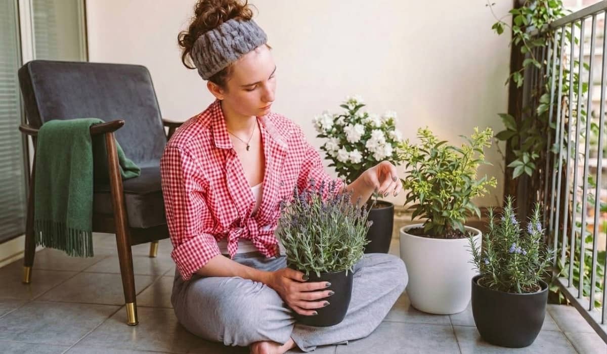5 plantas con olor para exterior: llena tu terraza o jardín de aromas naturales 