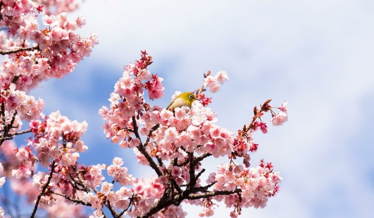 Qué es un árbol de hoja caduca