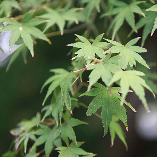 Árboles de hoja caduca