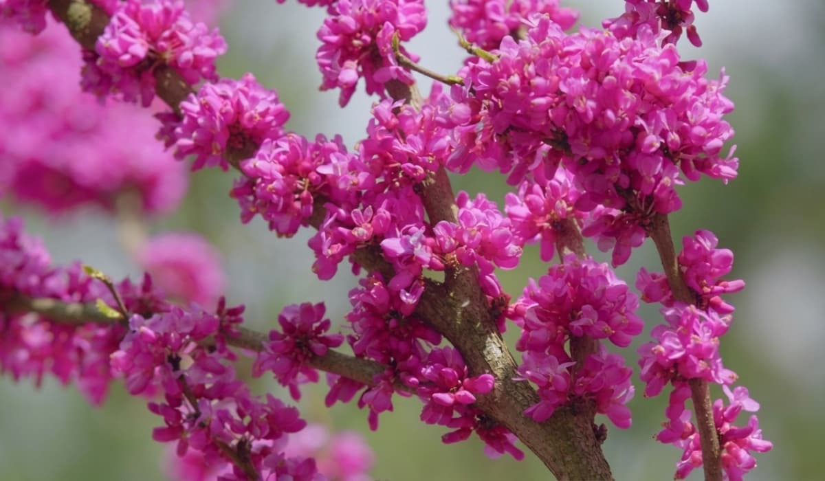 hojas de los árboles Cercis siliquastrum