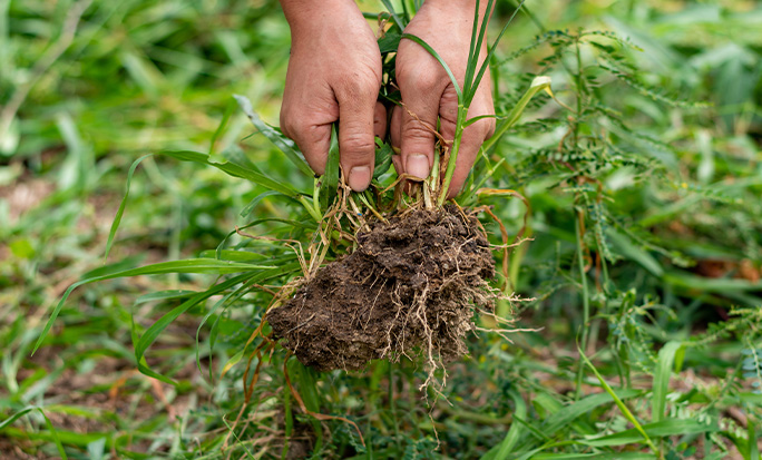 Guía para eliminar las malas hierbas del jardín